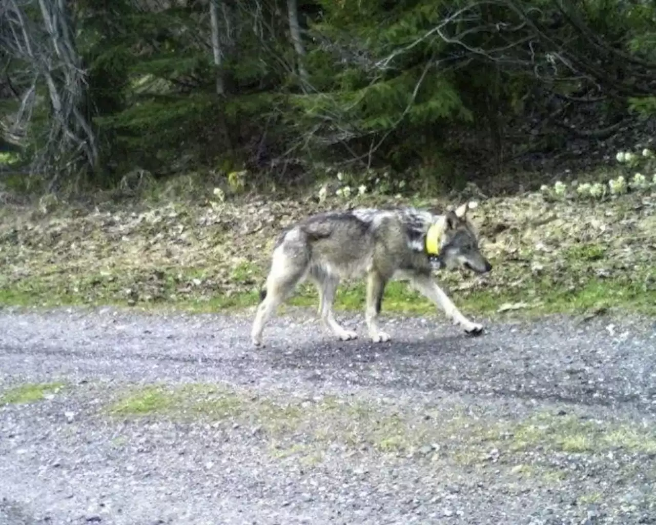 Neue Beweise: Kind (9) erschoss Schweizer Wolf in Ungarn