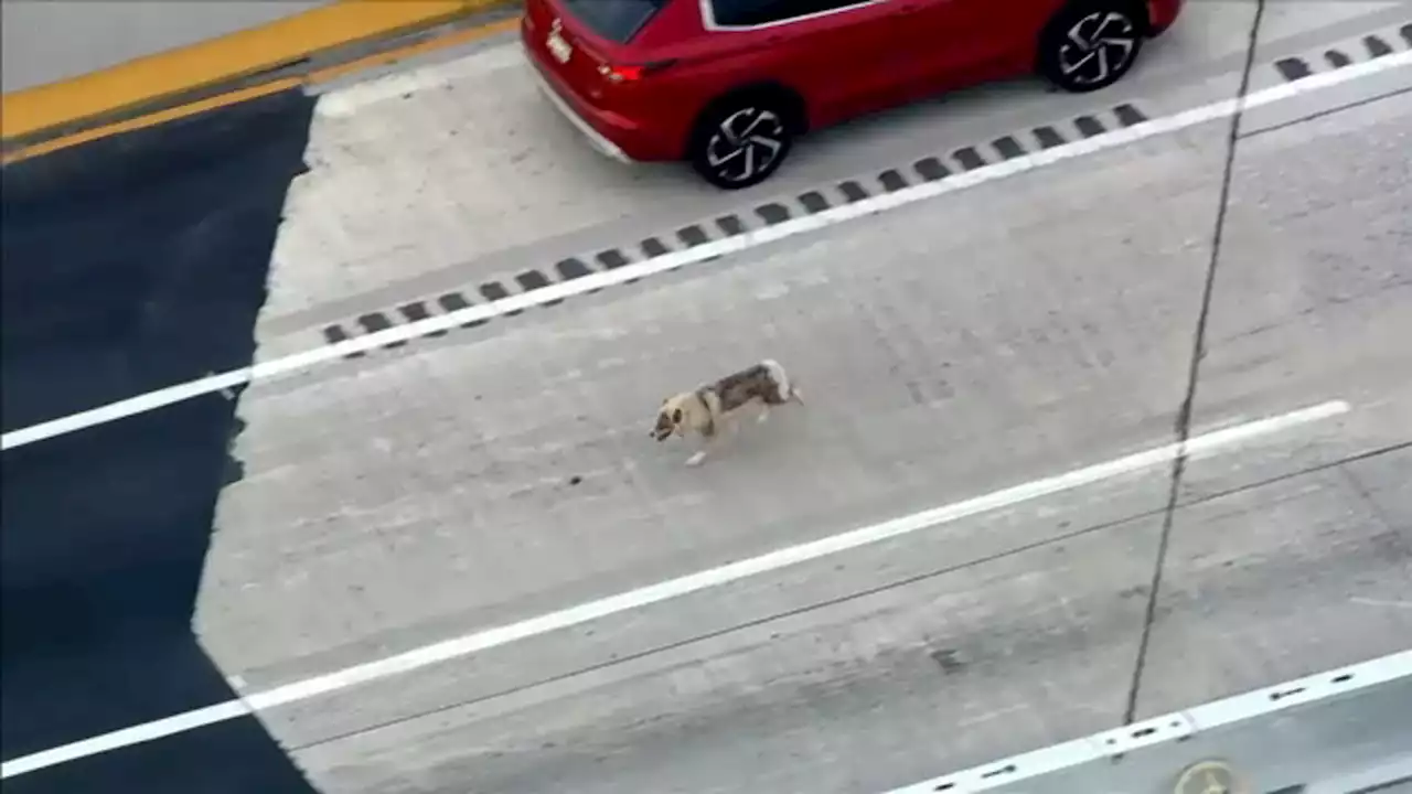 VIDEO: Dog loose on I-95 in Philadelphia brings morning traffic to standstill