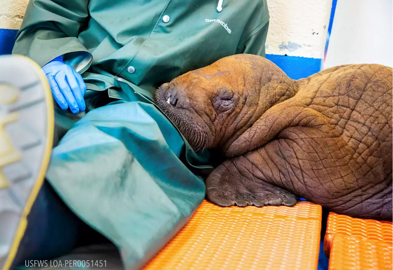 Baby walrus, rescued from Arctic tundra, receives 24-hour cuddle care at Alaska SeaLife Center