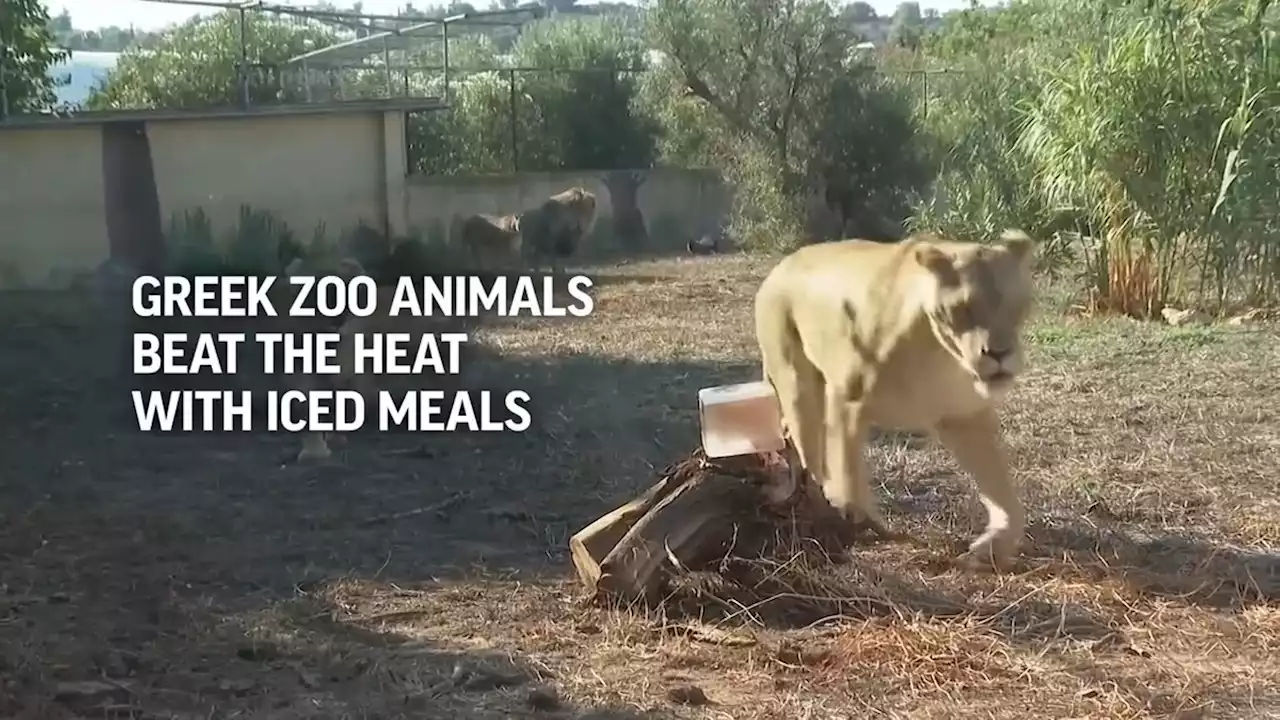 A Greek zoo serves up frozen meals to animals to help them beat the heat