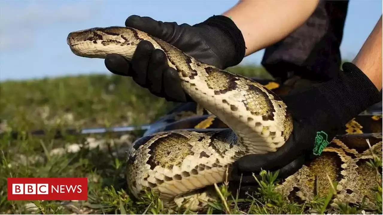 Os caçadores de cobras dos EUA que lutam contra pítons gigantes - BBC News Brasil