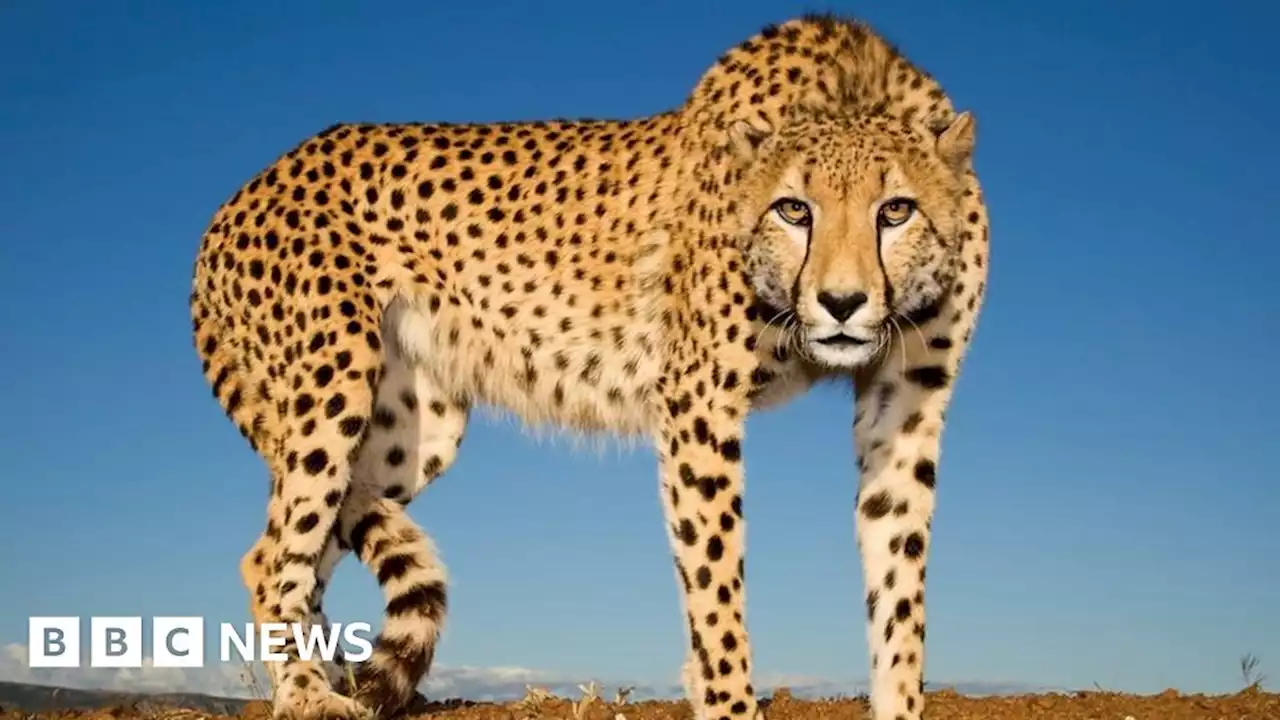 Cheetahs in Kuno: Is India's effort to reintroduce the big cat facing a crisis?