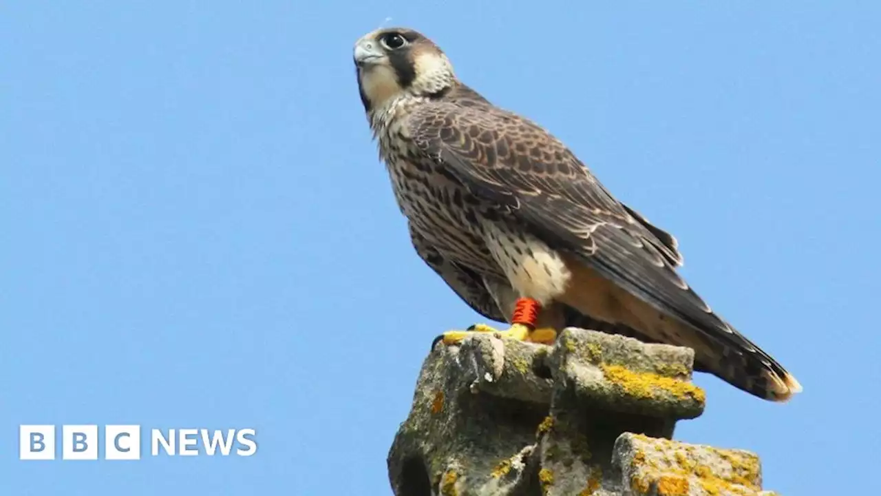 Cromer peregrine falcon nest attracted more than 13,000 bird fans