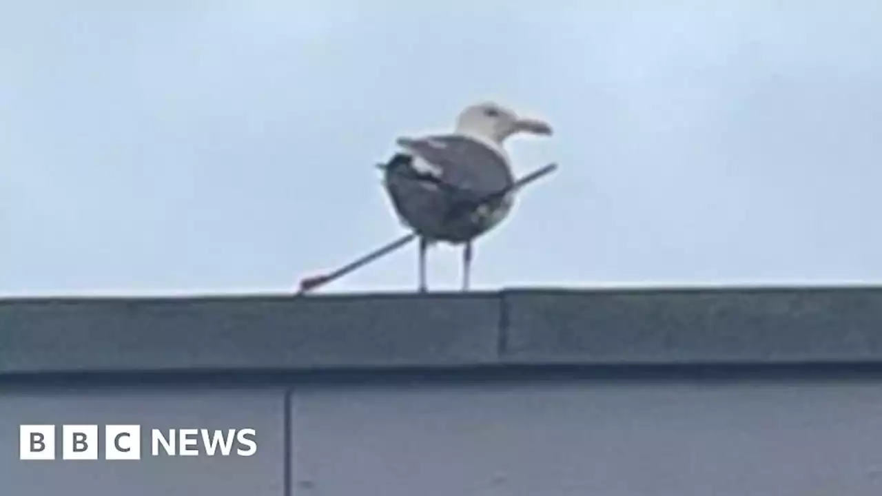 Appeal after seagull shot in the wing with an arrow