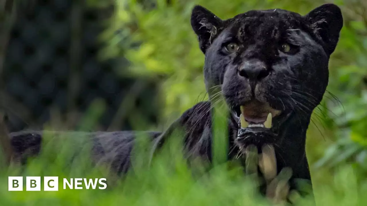 Chester Zoo hopes new black jaguar will help viable population aim