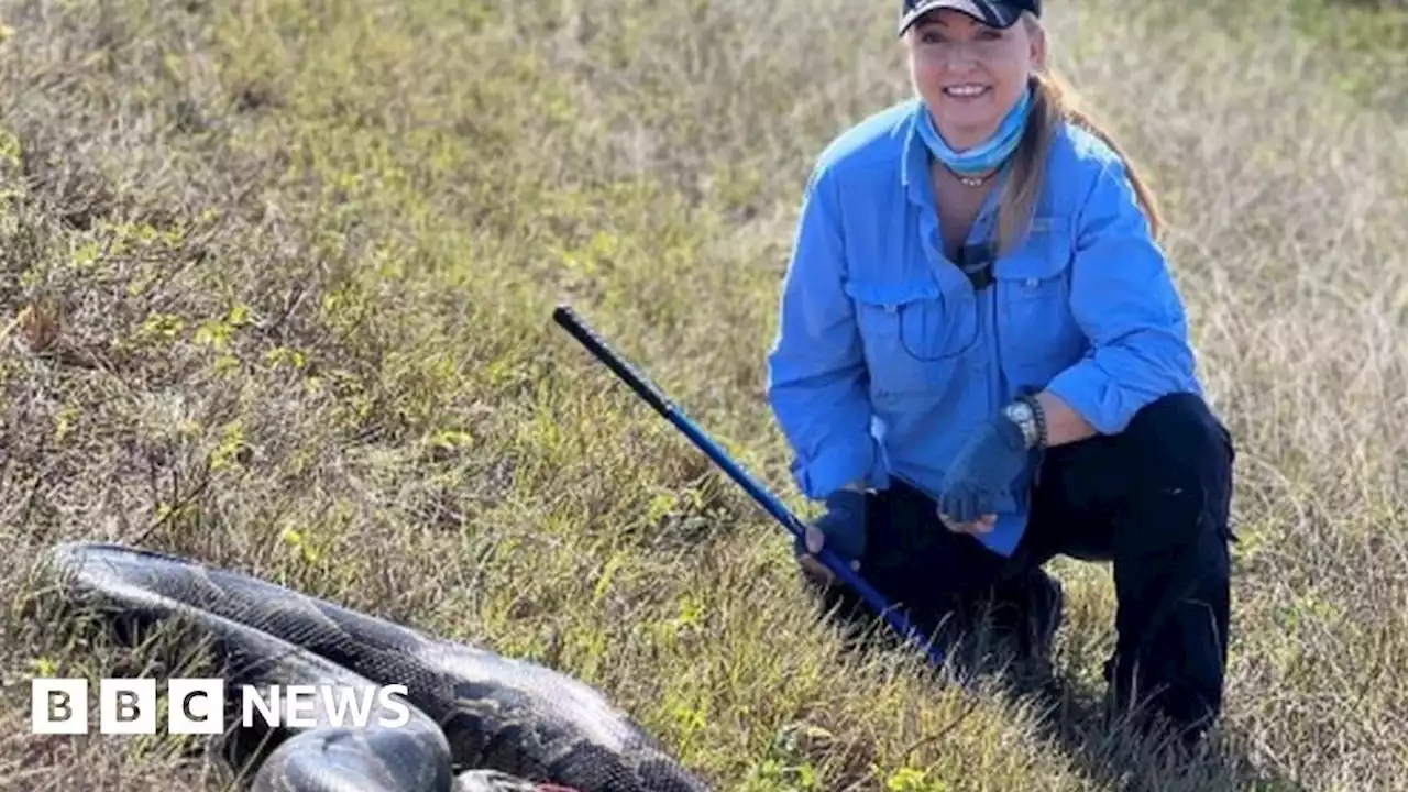 US snake hunters fight pythons big enough to devour gators