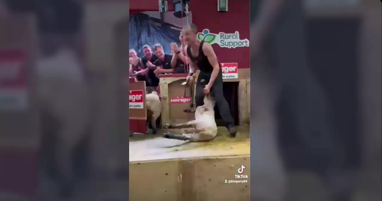 Watch: Co Tyrone man sets Irish record for number of lambs sheared in nine hours