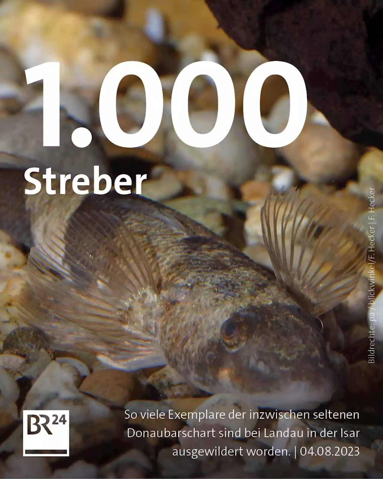 Seltene Fischart: 1.000 Streber haben ein neues Zuhause