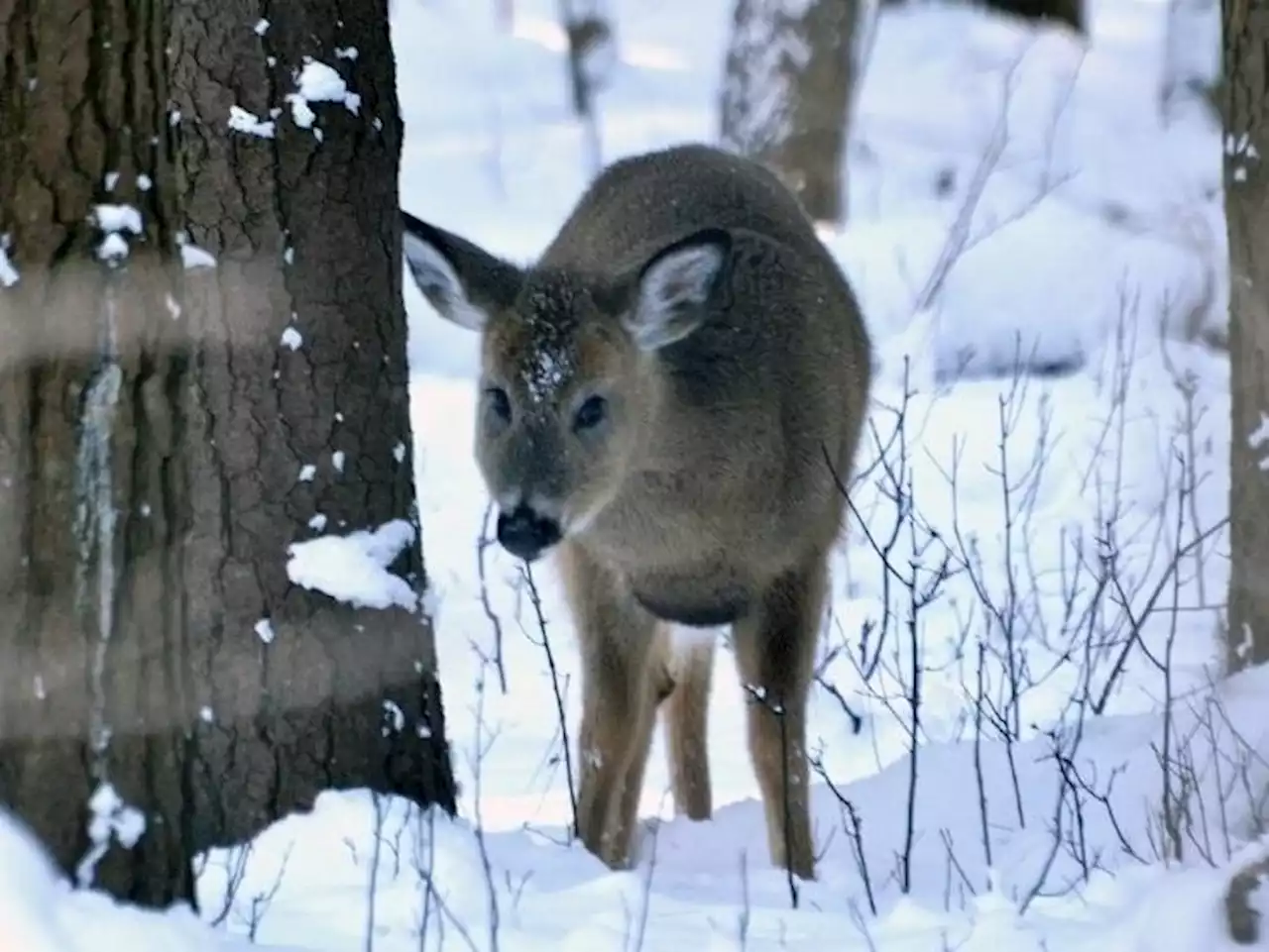 Federal lab confirms deer-to-human COVID transmission in Ontario: Report