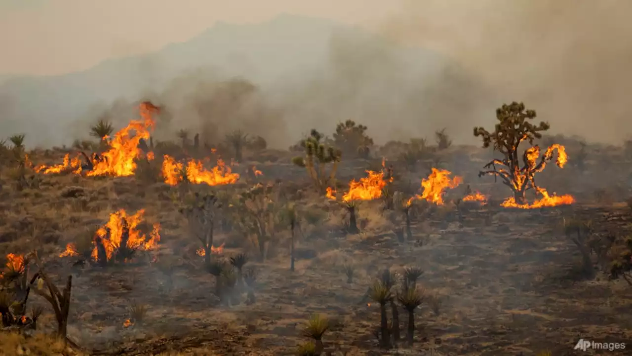 California fire scorching precious Joshua trees