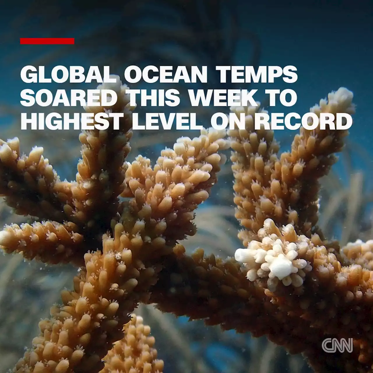 Global ocean temperatures soared to the highest level on record this week | CNN