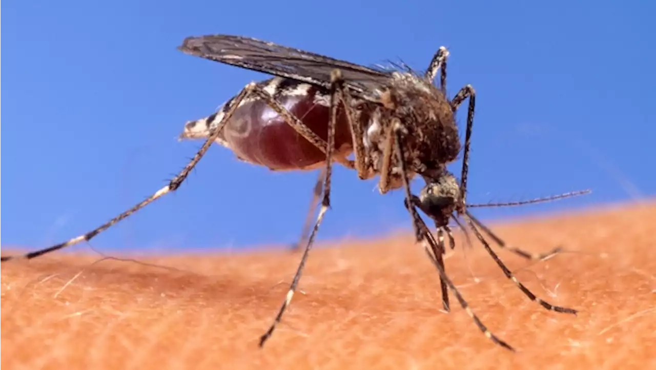 First probable human case of West Nile virus reported in Toronto for 2023: officials