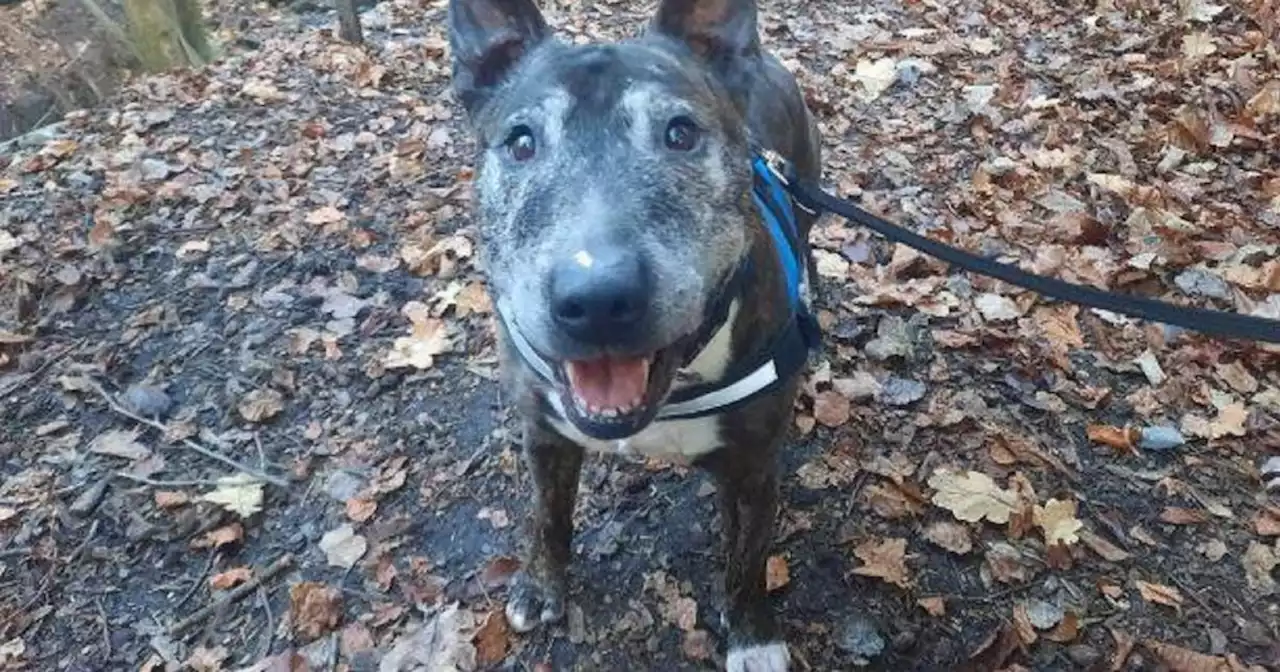 Dog left starving and drinking out of algae-filled water bowl at Scots flat