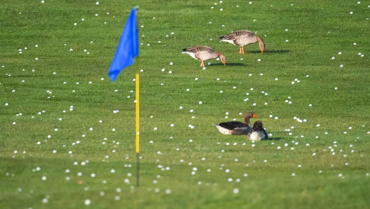 Artenschutz in Deutschland: Wie Golfplätze Vögel und Insekten anlocken sollen