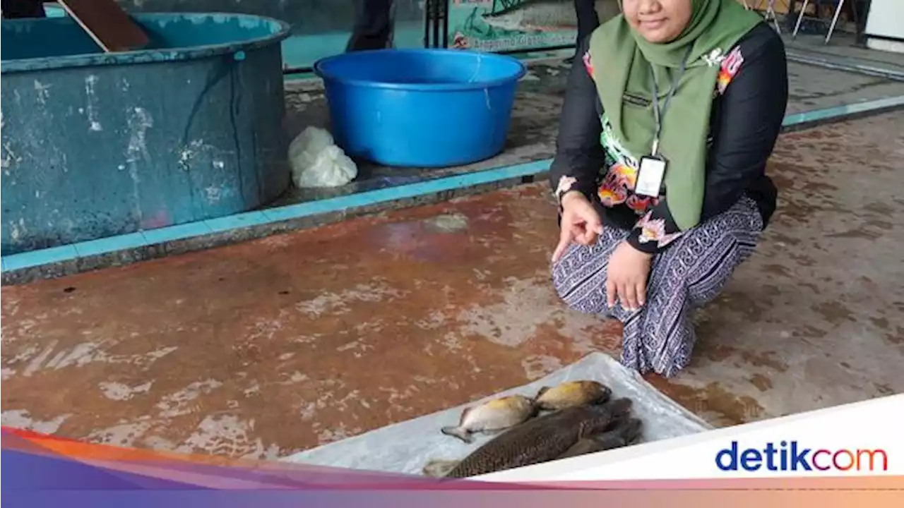 Alasan Pengusaha Blitar Koleksi Ikan Predator Sebelum Akhirnya Dimusnahkan