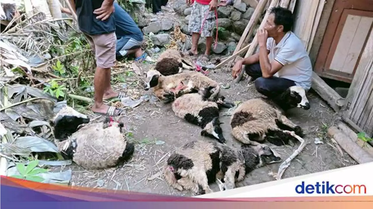 Keresahan Warga Kuningan gegara Teror Anjing Liar Berkurang