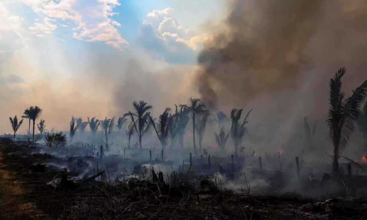 Cae la deforestación en la Amazonía brasileña: es la menor en cuatro años