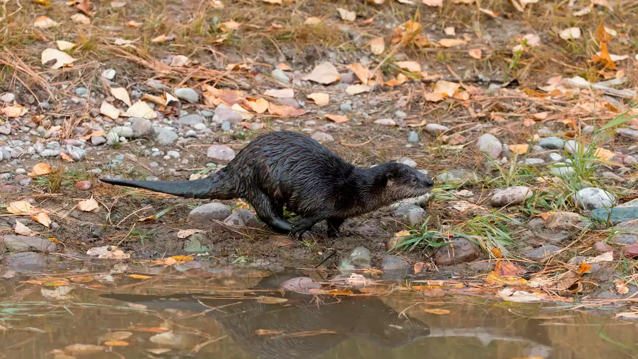 Otter attacks women tubing on Montana river; one airlifted to hospital