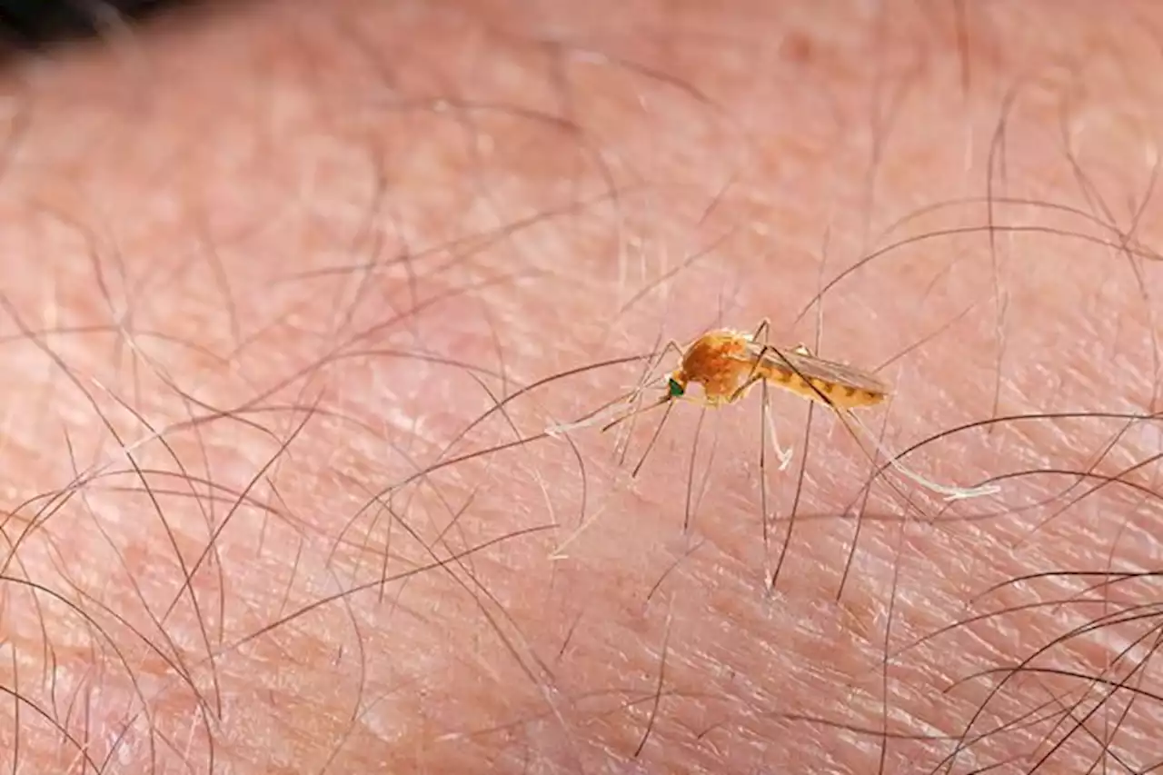 Moustique tigre : deux premiers cas de dengue détectés dans les Bouches-du-Rhône