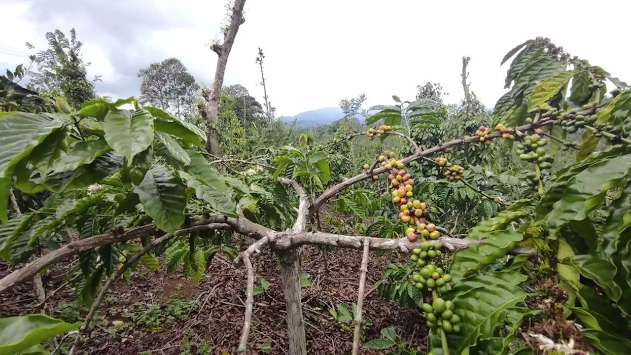 Pertanian Kopi Berkelanjutan Tingkatkan Kesejahteraan Petani