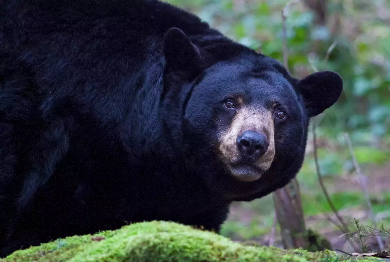 Bear Throws Man Across Garage, Bites Him On Head: ‘I Got Pummeled’