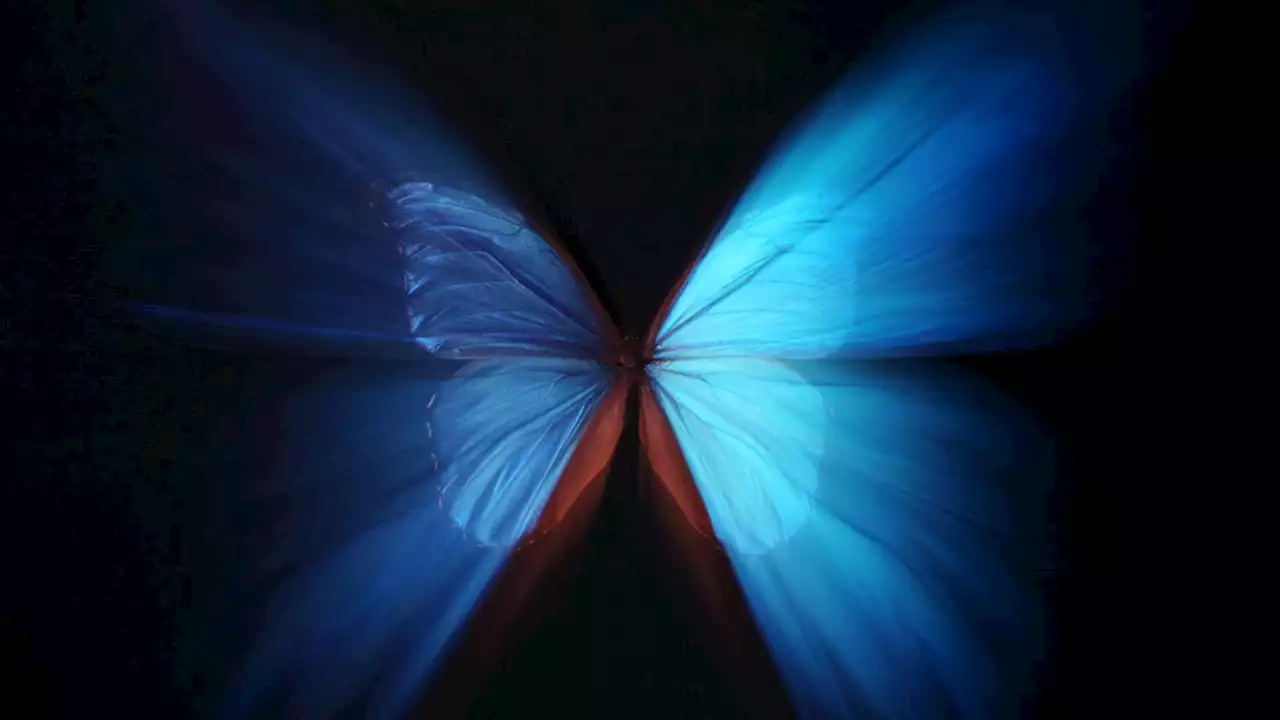 New butterfly-inspired films have powerful cooling effects