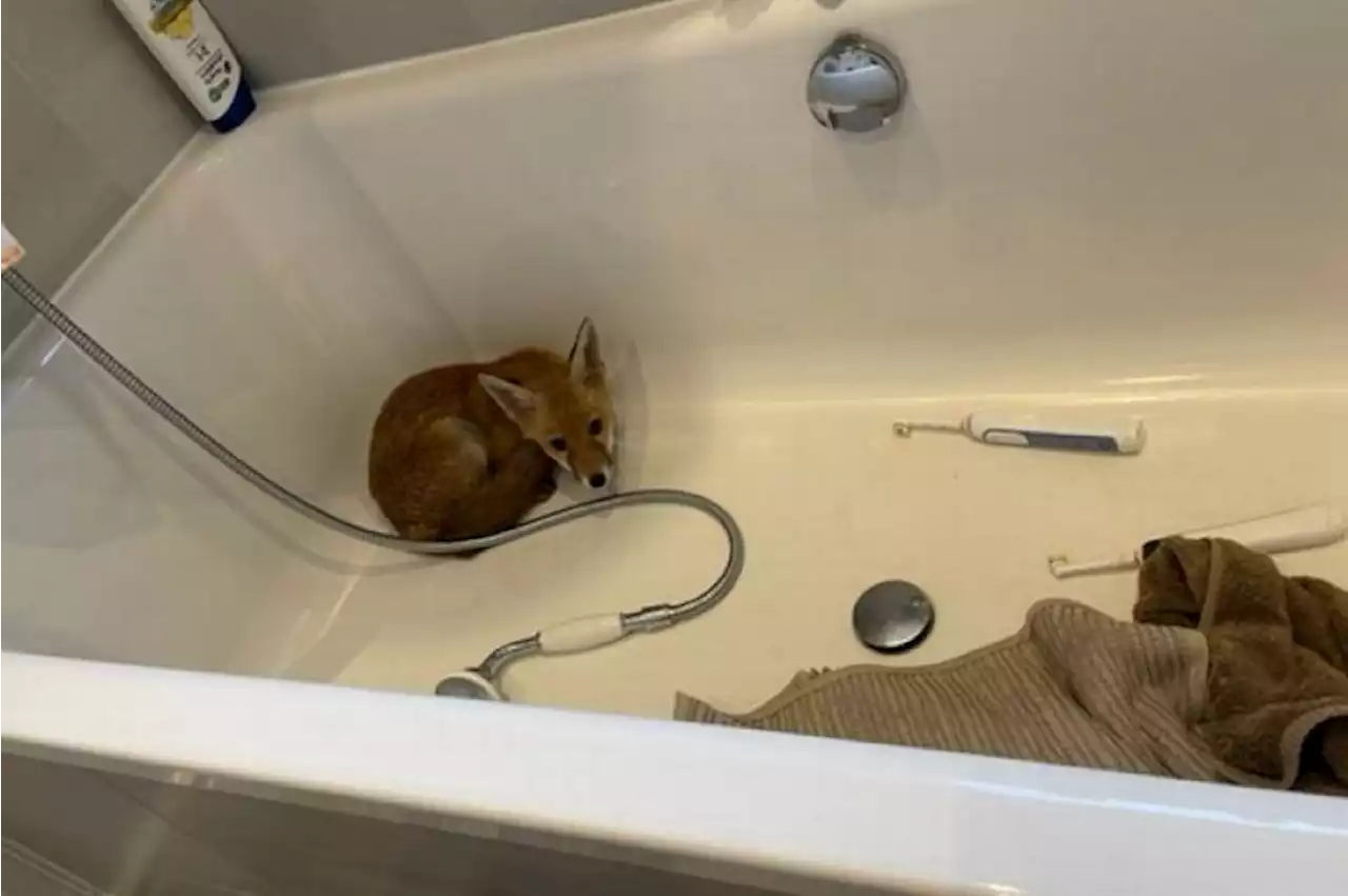 Fox cub surprises homeowner after sneaking into their bathtub