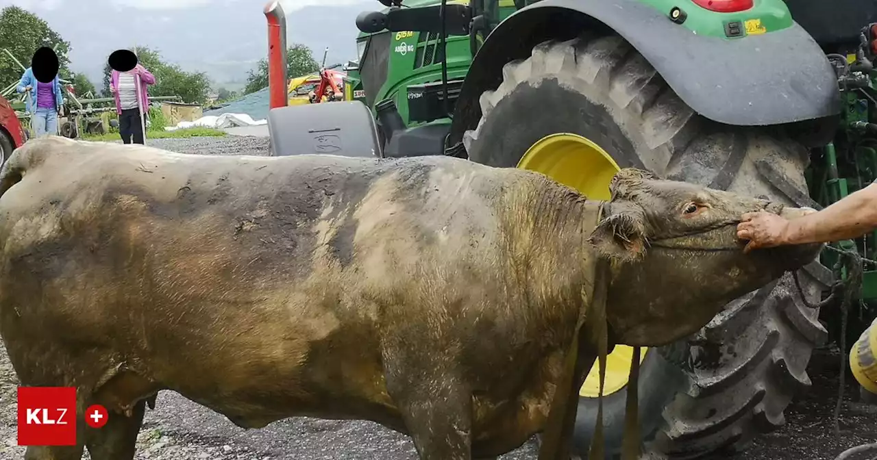 In der Oststeiermark: Feuerwehr hob 650 Kilogramm schwere Kuh aus Jauchengrube