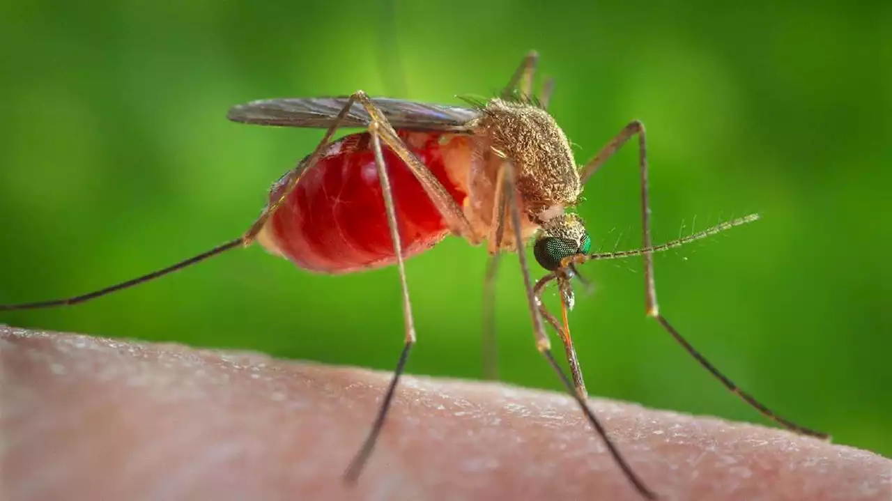 Warning signs for West Nile virus are starting to flash across the West, experts say