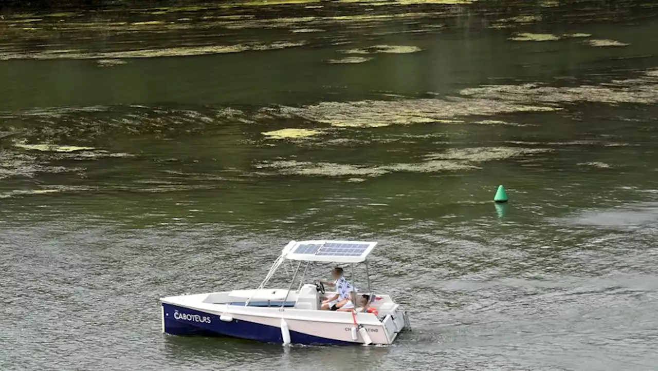 Toulouse : quelle est l'origine des algues vertes qui flottent sur la Garonne ?