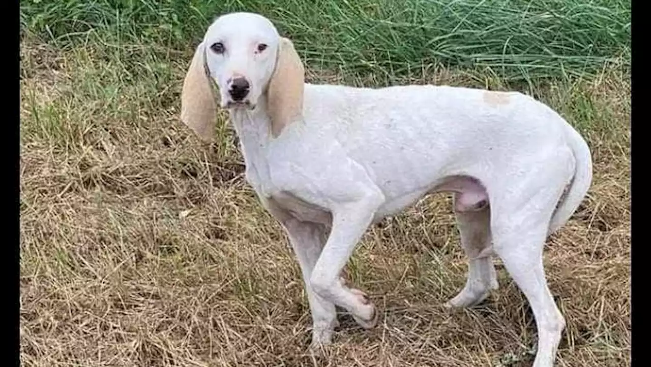 De l'Ariège au Lot-et-Garonne, le parcours fou d'un chien errant inarrêtable