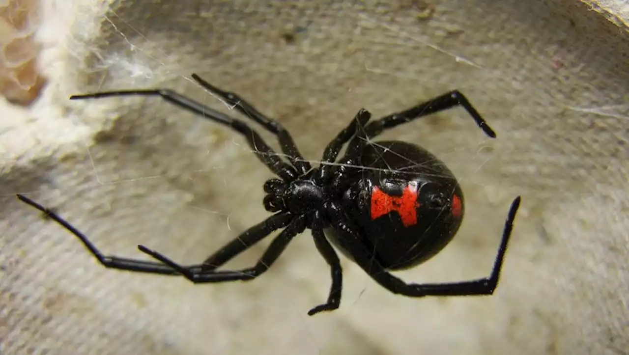 Pensant devenir Spider-Man, un enfant se laisse mordre par une veuve noire