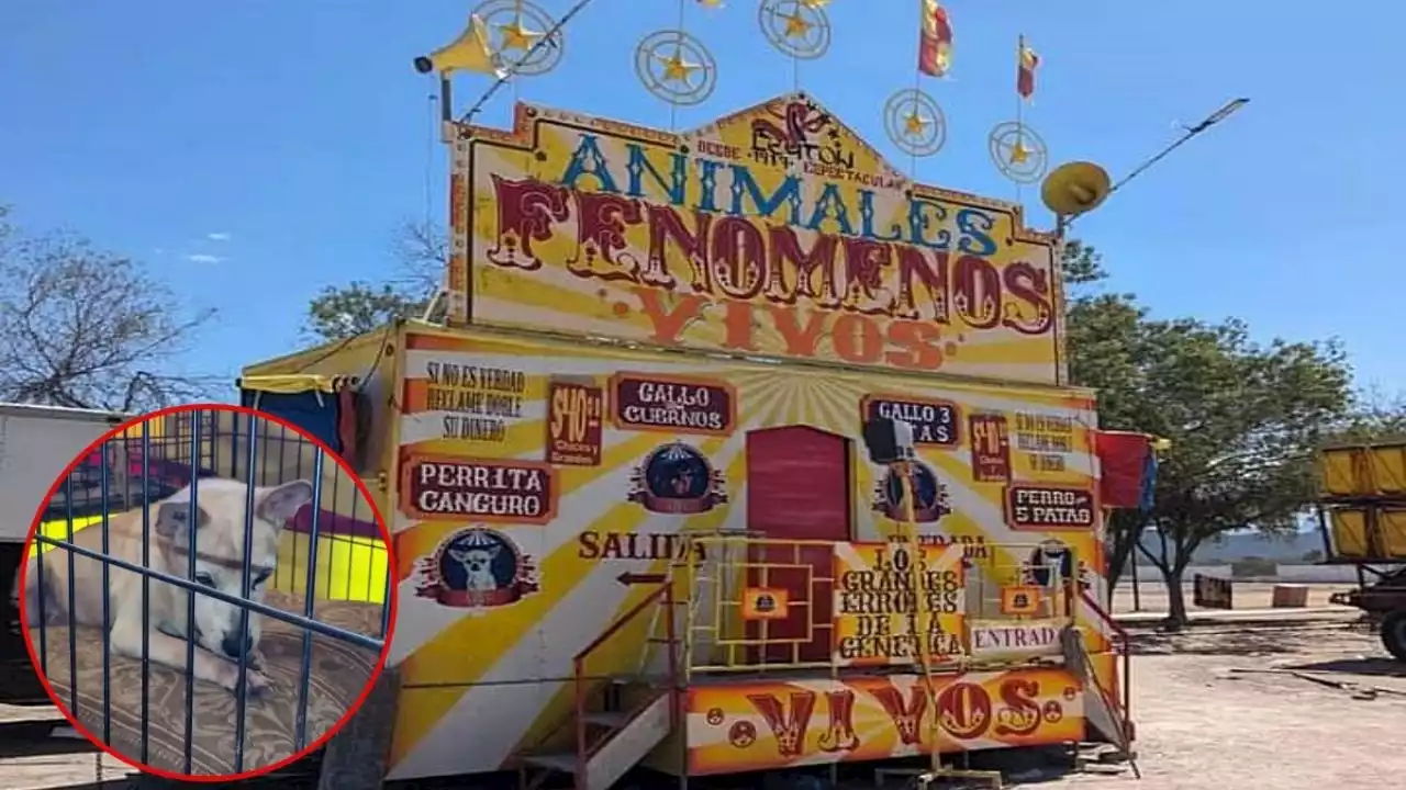 FOTOS | Clausuran feria que usaban perros y aves como atracción de “fenómenos vivos” en Nuevo León