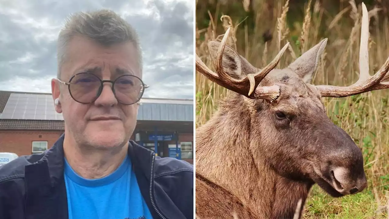 Comedian Joe Pasquale rushed to hospital after being 'nearly killed' in moose antler accident