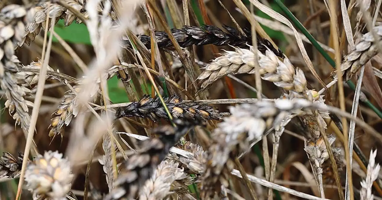 «Le blé commence à noircir»: la pluie inquiète les paysans du Nord-Ouest