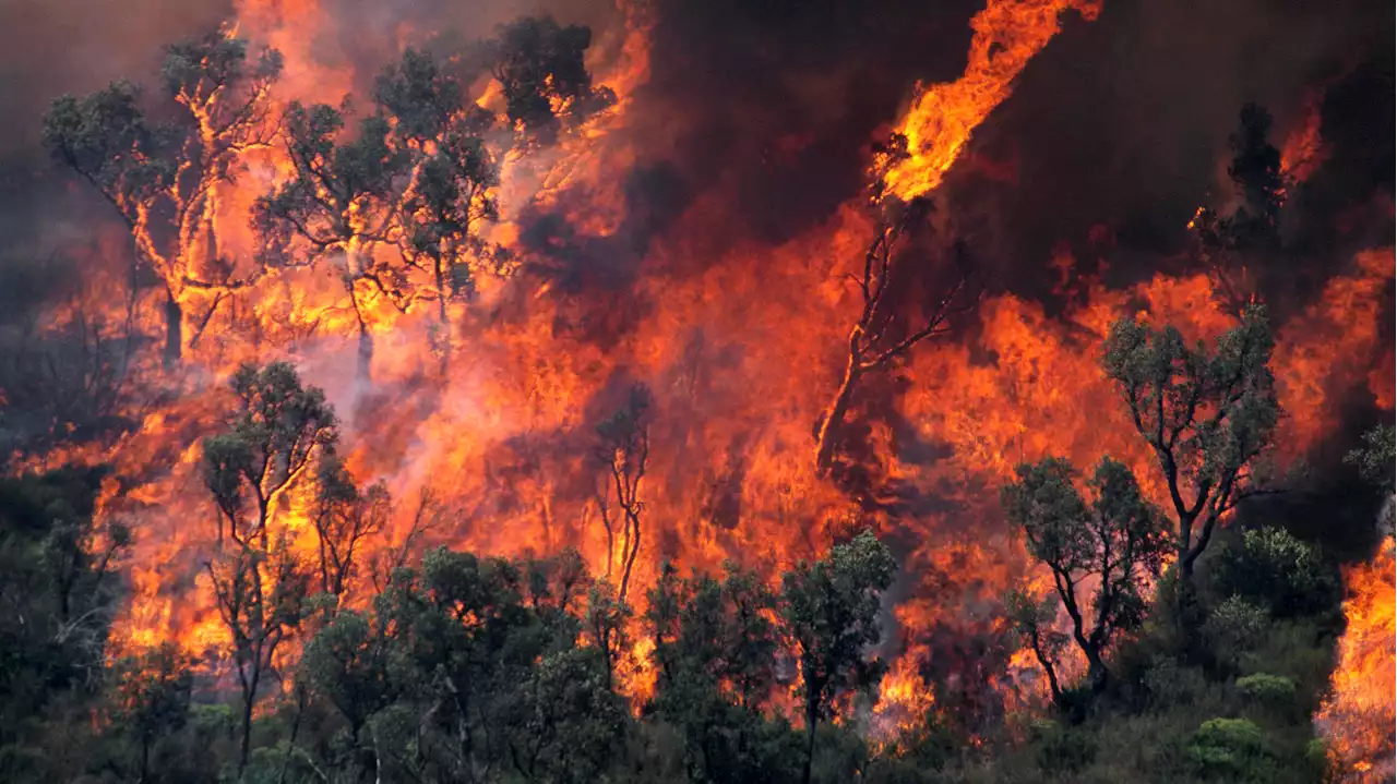 Le risque d’incendies est critique dans le sud-est, de nombreuses forêts interdites au public