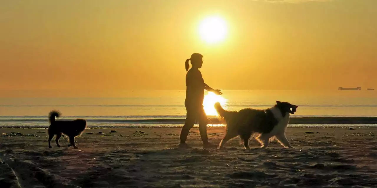 Haute-Savoie : la baignade réservée aux chiens dans une plage