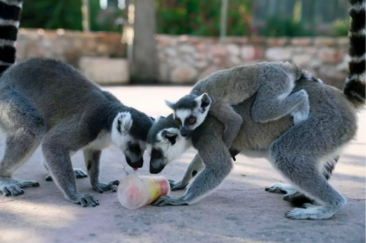 Greek zoo offers frozen treats to help animals beat the heat