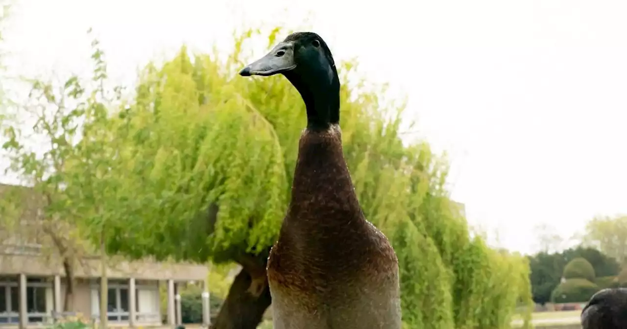 Students raise over £5,000 for statue in memory of Long Boi the duck