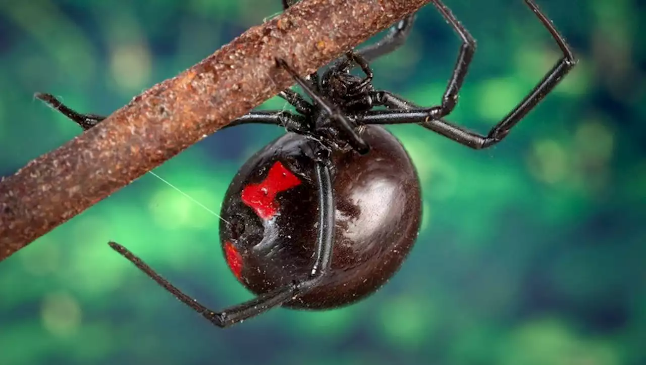 Un garçon de huit ans se fait mordre volontairement par une araignée mortelle car il veut devenir Spider-Man