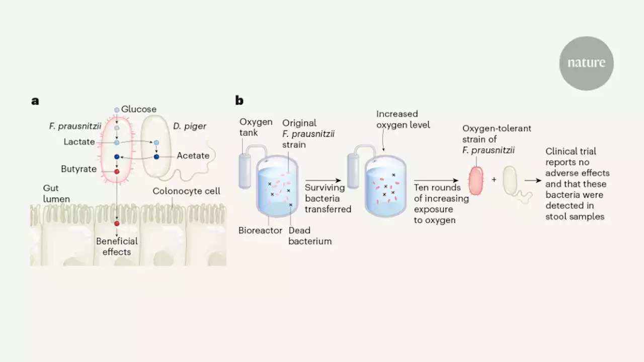 Turning cooperative bacteria into probiotics for human health