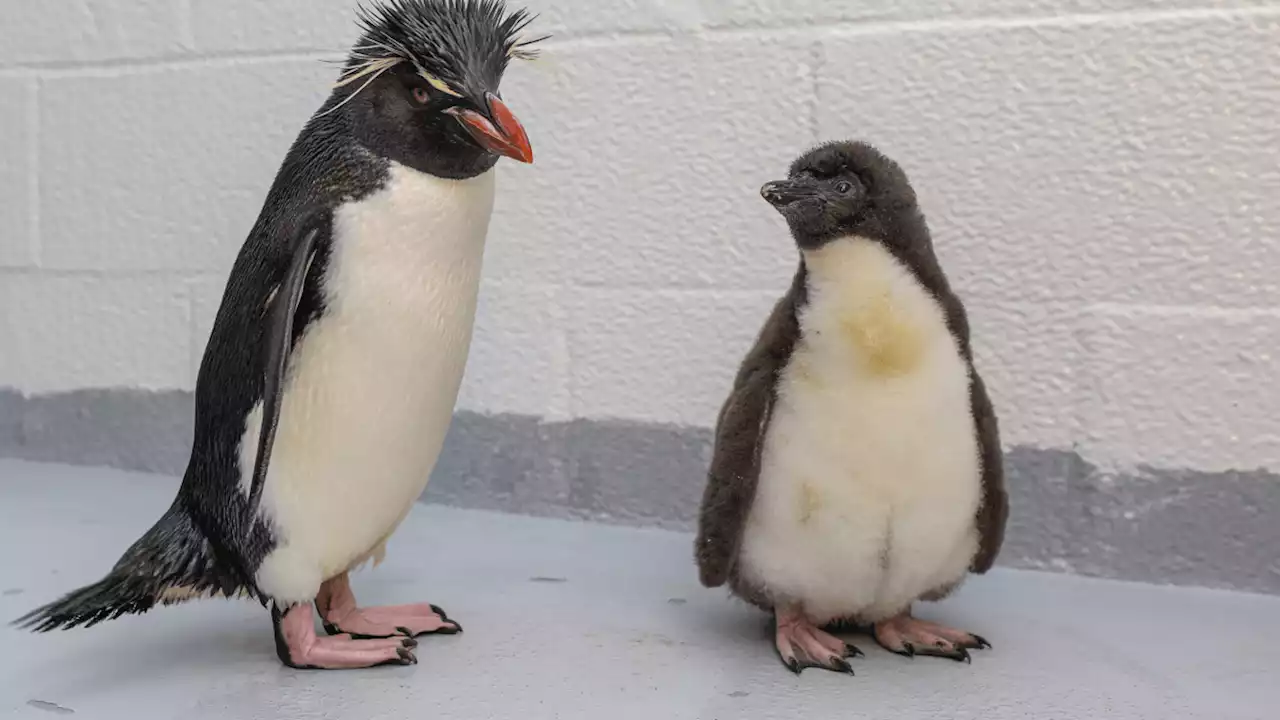 Penguin chick ‘healthy, thriving' after assisted hatch at New England Aquarium