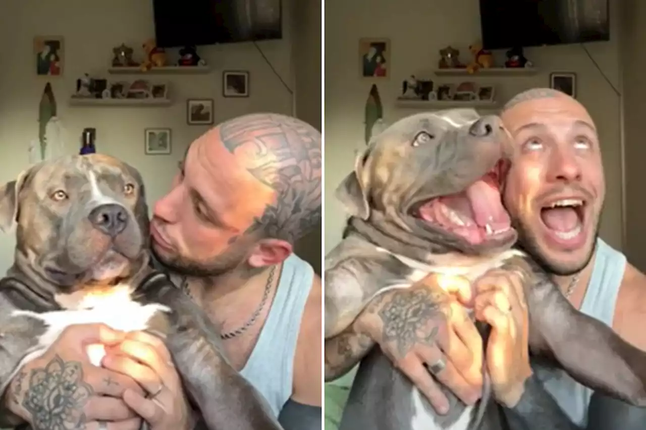 American bully repeatedly copies owner's facial expressions in adorable vid