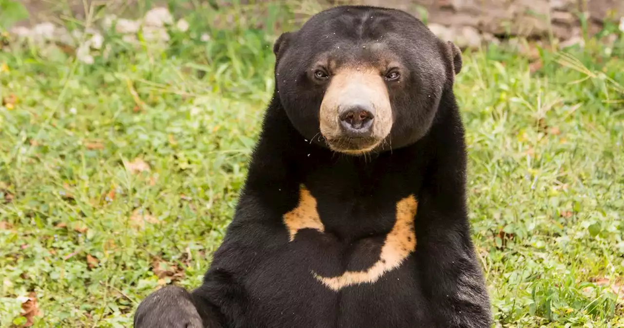 Please Stop Body-shaming This Bear