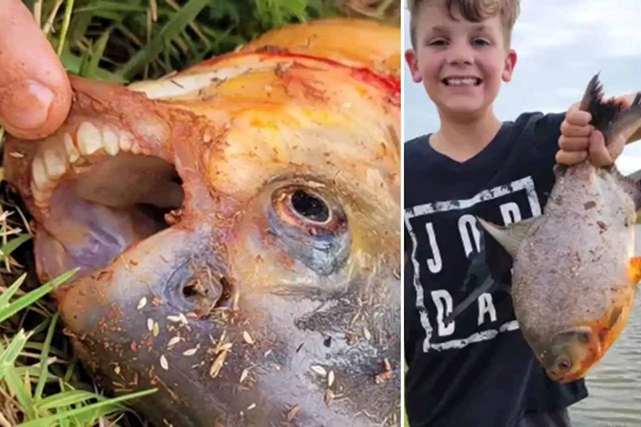 Oklahoma boy catches exotic fish in neighborhood pond with ‘human-like teeth’