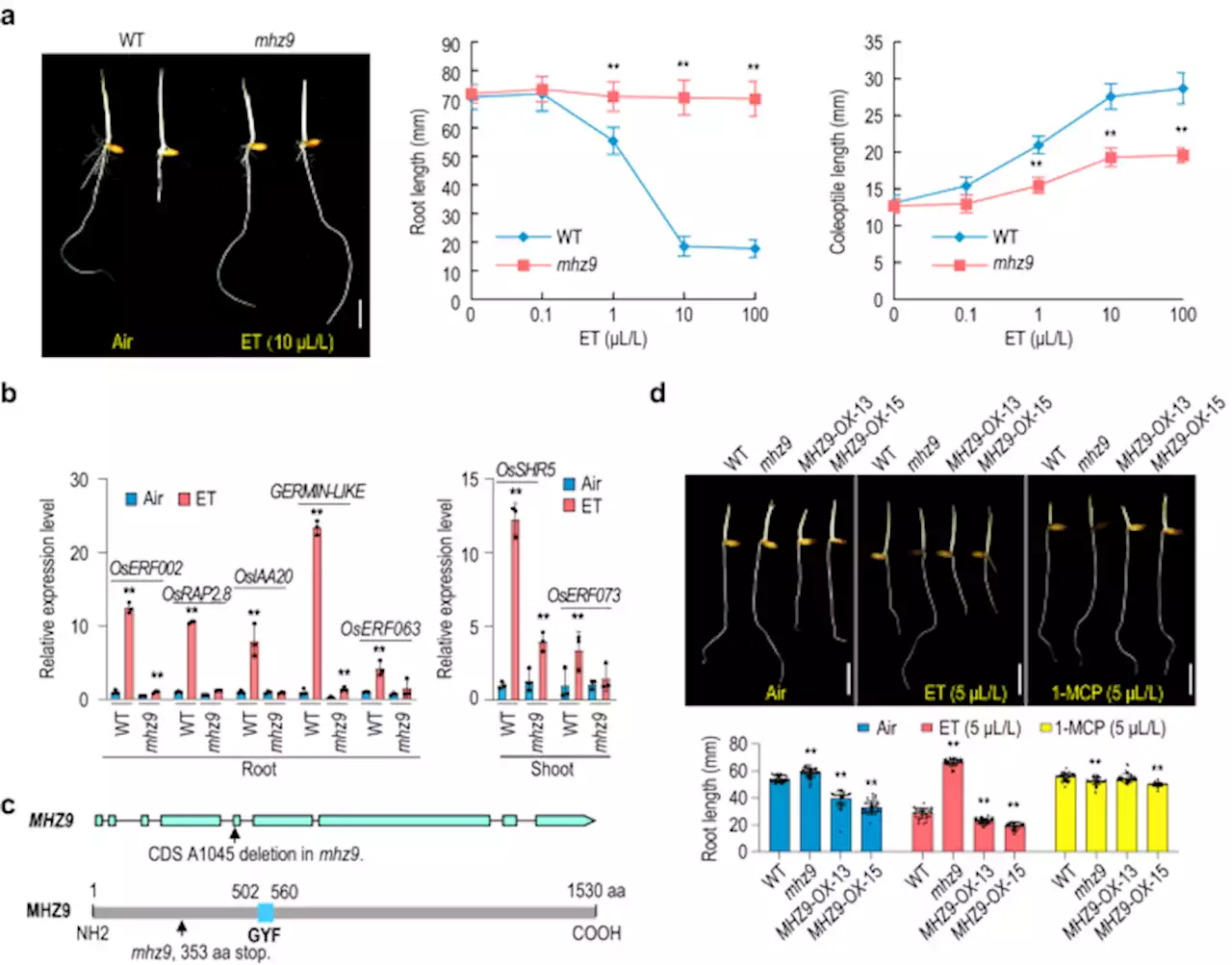 A translational regulator MHZ9 modulates ethylene signaling in rice - Nature Communications