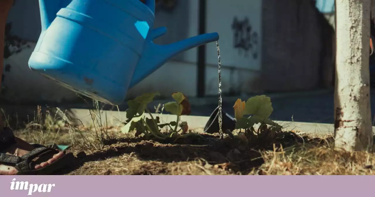 Como regar o jardim de forma sensata durante o calor do Verão
