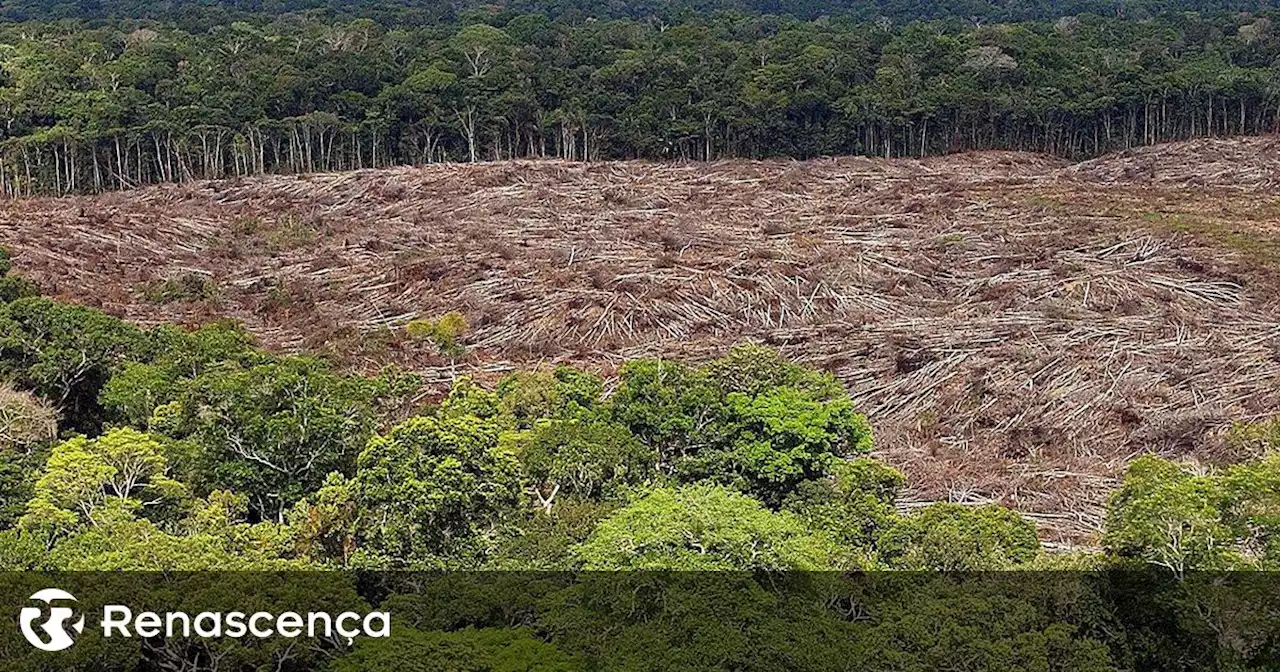 Brasil com maior redução de sempre de desflorestação na Amazónia - Renascença