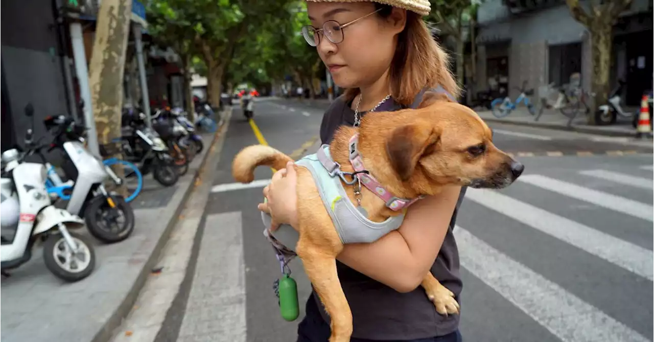 Chinese pet owners gear up their dogs and cats for summer swelter