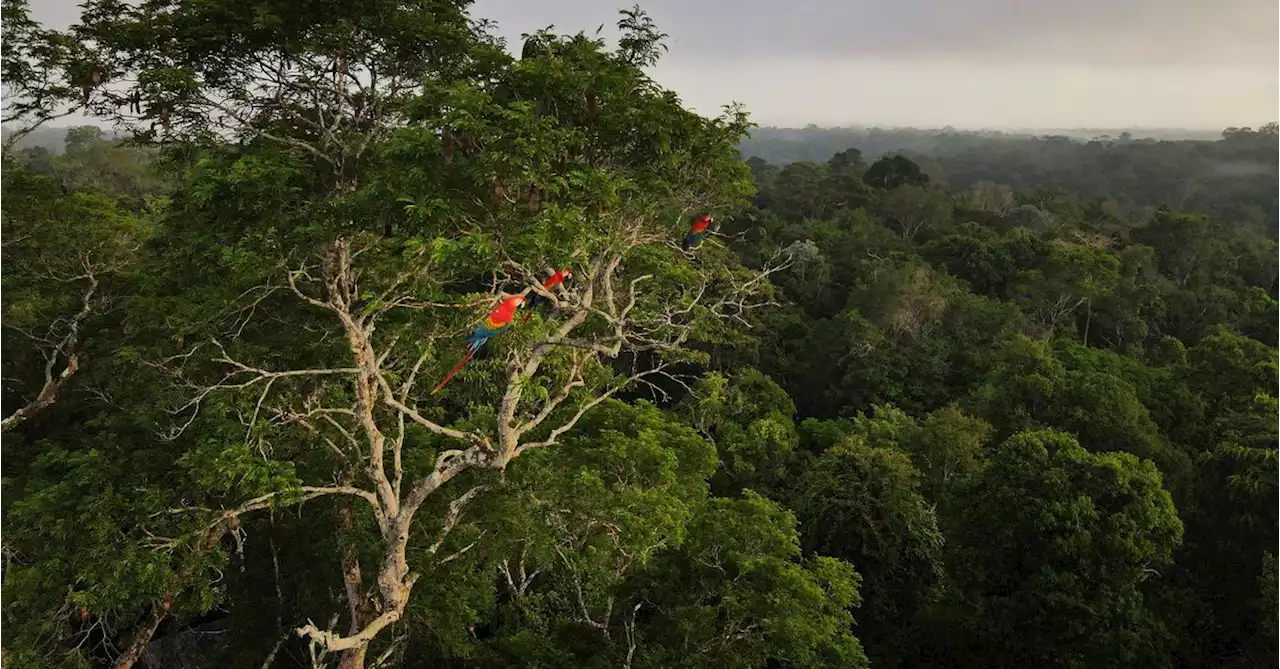 Amazon nations to set up rainforest science panel, Brazilian minister says